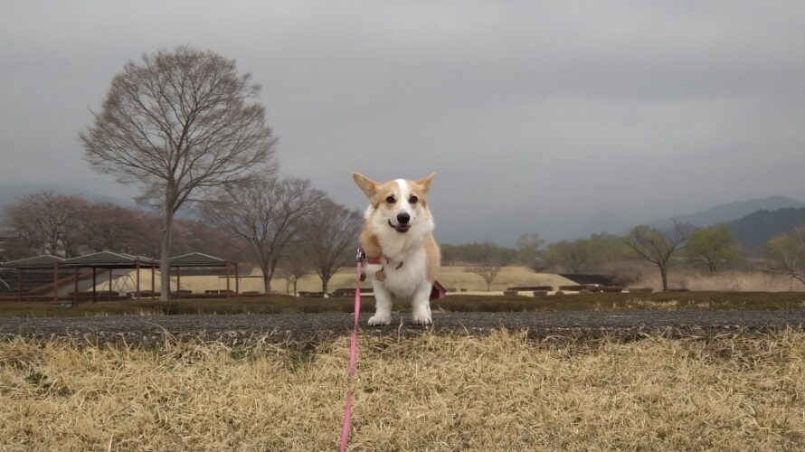 日光の自然の中でのんびり暮らすコーギーのブログ あおぞらコーギー