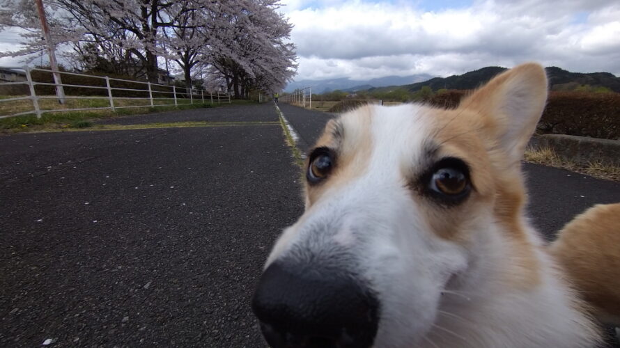 日光の自然の中でのんびり暮らすコーギーのブログ あおぞらコーギー